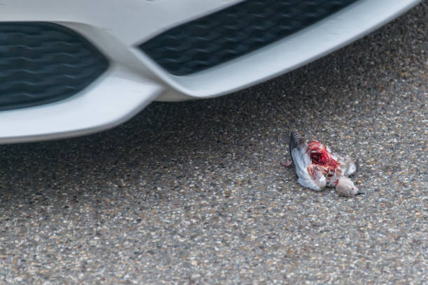 мертвая птица на дороге, наехав на машину, германия - dead race стоковые фото и изображения