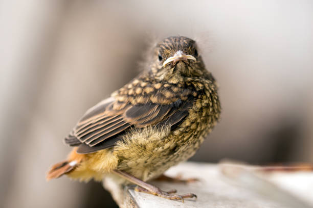 istock Nestling of the Gray Thrushkin Squirrel 1124520752