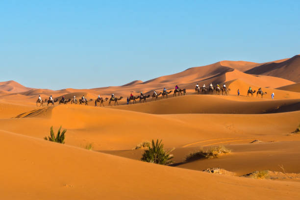 A caravan of camels at Erg Chebbi, Merzouga, Morocco A caravan of camels at Erg Chebbi, Merzouga, Morocco camel train photos stock pictures, royalty-free photos & images
