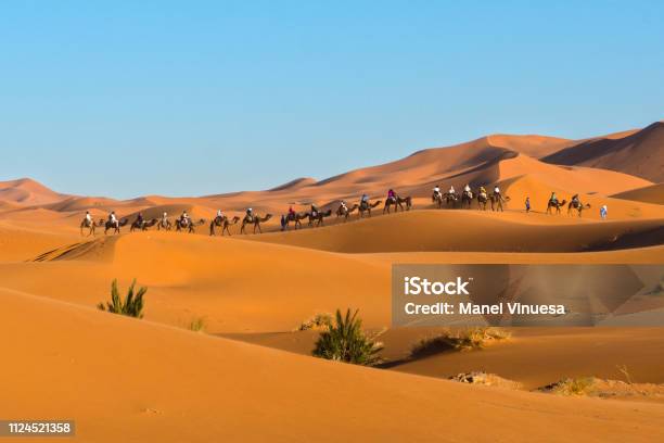 A Caravan Of Camels At Erg Chebbi Merzouga Morocco Stock Photo - Download Image Now