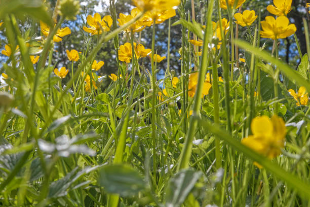 istock view of blue sky through field grass and flowers 1124522152