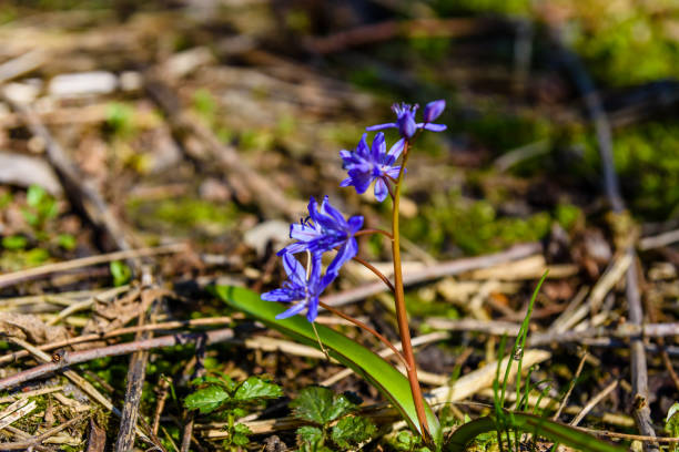 istock Blue scilla flowers in the forest on spring 1124522433