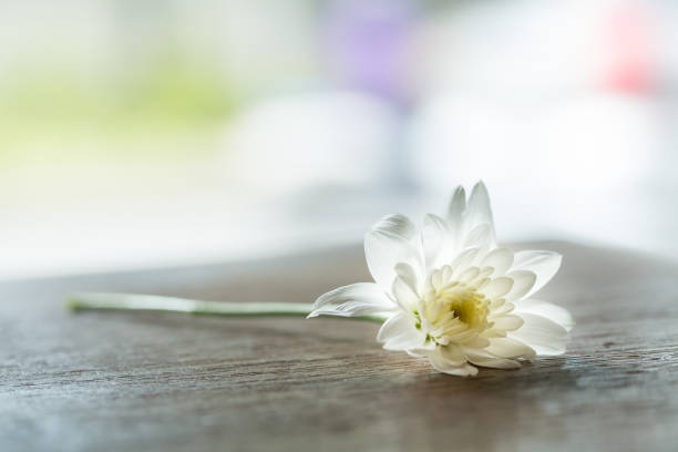 istock White Dahlia flower on dark wood table with soft blurred Background 1124523649