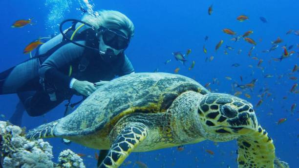 istock Woman scuba diver and sea turtle 1124523790