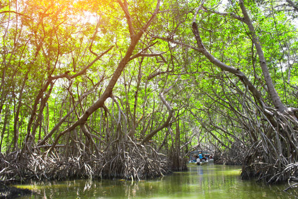 istock People boating in mangrove forest, Ria Celestun lake, Mexico 1124524442