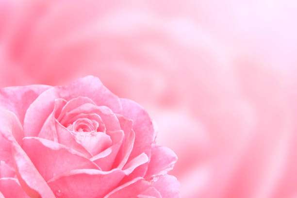 istock Blurred background with rose of pink color 1124525334
