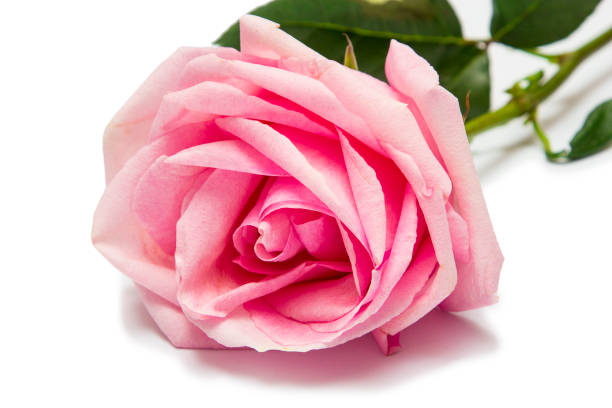 istock Pink rose isolated on white background 1124525368