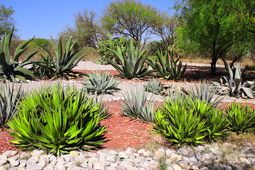 Garden of cacti, agaves and succulents near to famous archaeological site Tula de Allende, Hidalgo state, Mexico, North America