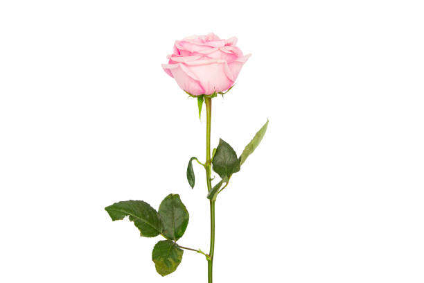 istock Pink rose isolated on white background 1124525382