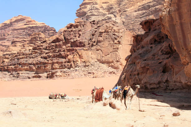 istock Camels in Wadi Rum desert, Jordan 1124525420