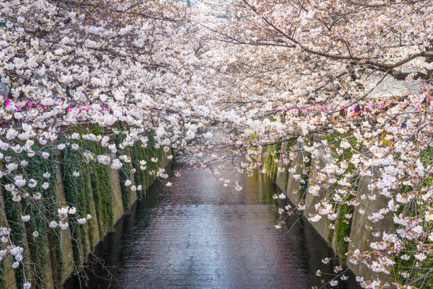 istock Cherry blossom lined Meguro Canal in Tokyo, Japan. 1124525813