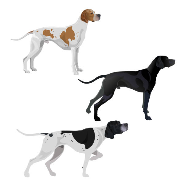 Set of English pointer dogs Set of English pointer dogs different coat colors. Vector illustration isolated on white background dog pointing stock illustrations