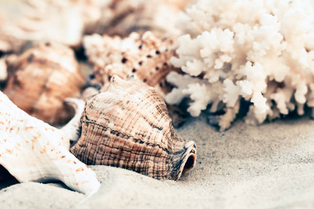 istock Seashells on the sand, summer beach background with copy space for text. 1124527678