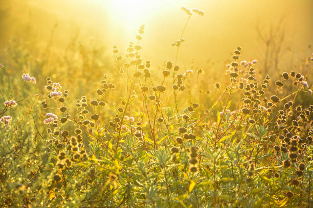 istock Radiant wildflowers 1124529001