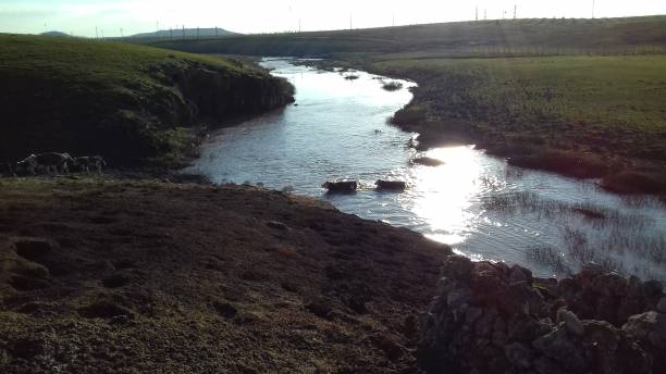 istock TRANSFER OF COWS FROM THE RIVER 1124529179