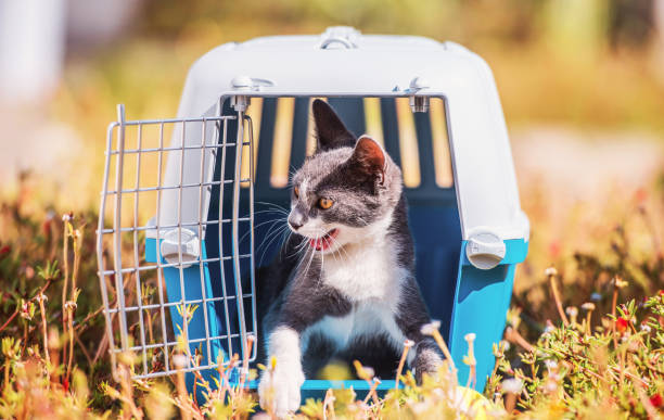 istock Cat inside pet carrier. Pets and animals concept 1124529999