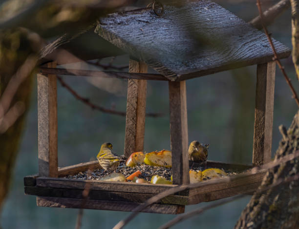 istock Yellow chickadee bird on feeder in winter cold sunny day 1124530451