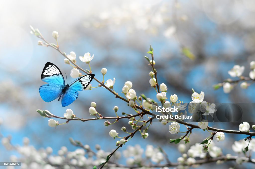 Kirschblüte in Wildnis und Schmetterling. Frühling - Lizenzfrei Frühling Stock-Foto