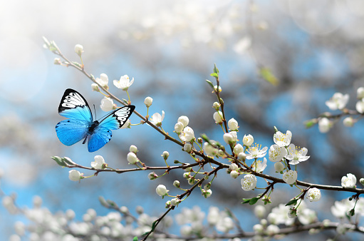 Flor de cerezo en salvaje y mariposa. Primavera photo