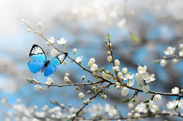 Photo of Cherry blossom in wild and butterfly. Springtime