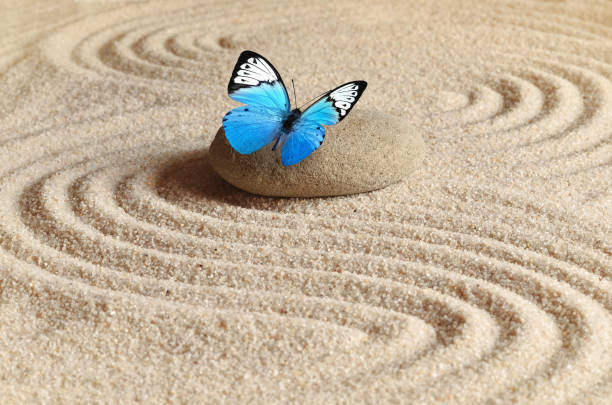 istock A blue vivid butterfly on a zen stone with circle patterns in the grain sand. 1124531249