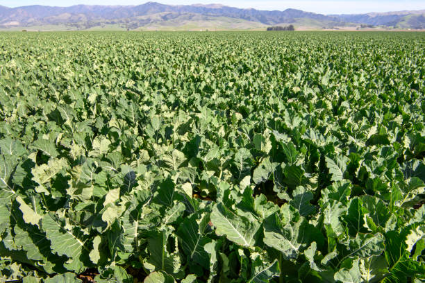 istock Broccoli Field with Gabilan Mountain Range in Background 1124531369