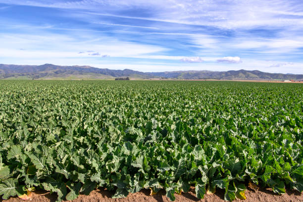 istock Broccoli Field with Gabilan Mountain Range in Background 1124533321