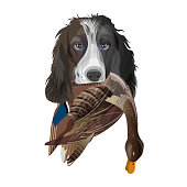 englisch-springer-spaniel-hund.jpg?b=1&s=170x170&k=20&c=NcRnrKQGXAXAzRTEQcJNIRdDDjCSK_z2LwtUkL-3-ZQ=