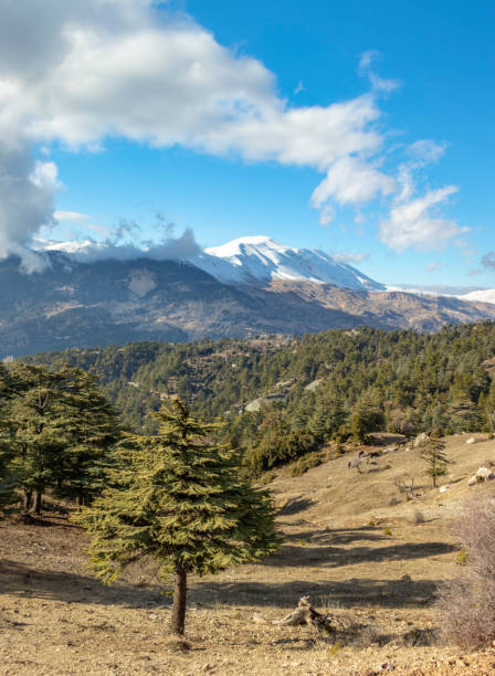 istock Cedar trees, snowy mountains and cloudy sky 1124535272