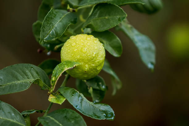 istock Wet single lemon fruit at tree branch in  between the leaves seen from front. Bodrum, Turkey. 1124536412