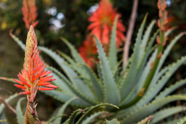 istock Aloe Vera flower at left hand side with plant slightly blurred placed on right hand side. Bodrum, Turkey. 1124537421