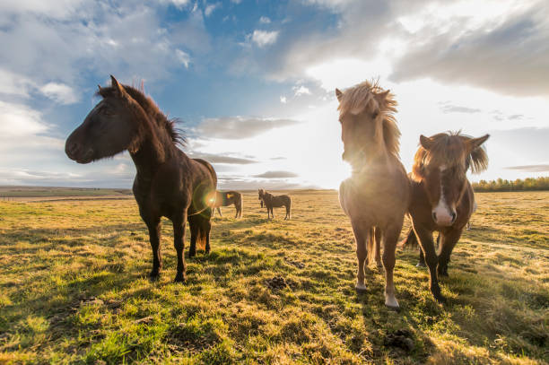 istock horses with beautiful and thick mane 1124537553