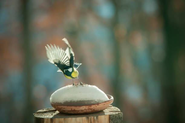 istock titmouse in flight in the snow 1124539628