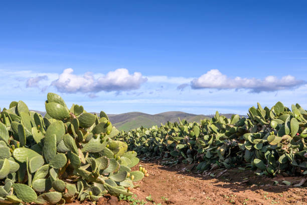 istock Prickly Pear Cactus Farm with Gabilan Mountain Range in Background 1124539750
