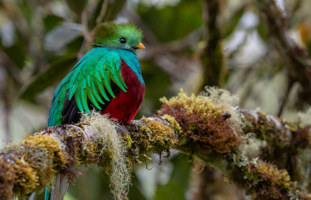 Resplendent Quetzal in Costa Rica stock photo