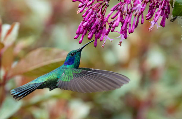 istock Hummingbird in Costa Rica 1124541668