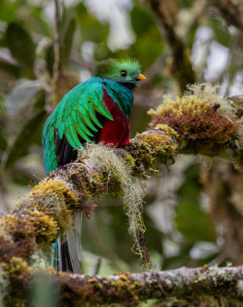 istock Resplendent Quetzal in Costa Rica 1124541669