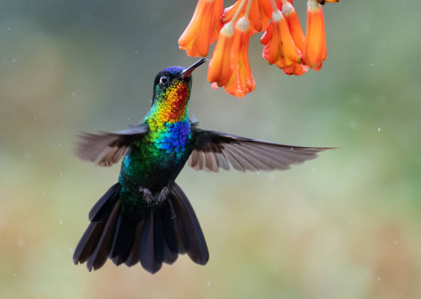 istock Hummingbird in Costa Rica 1124541718