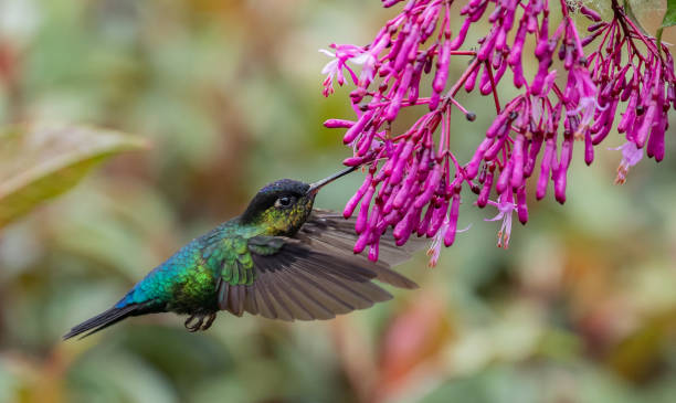 istock Hummingbird in Costa Rica 1124541732