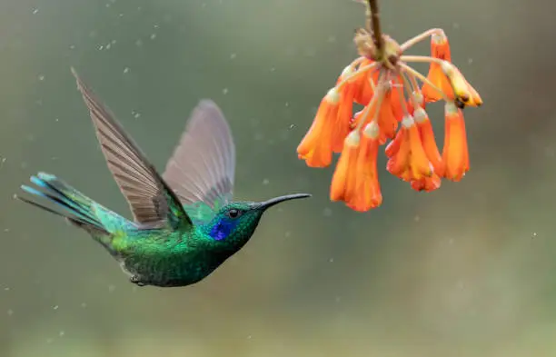 Photo of Hummingbird in Costa Rica