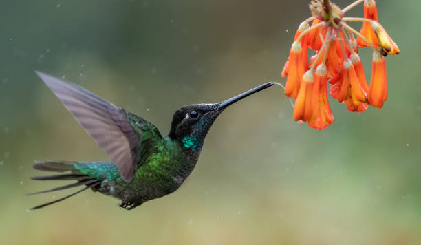 istock Hummingbird in Costa Rica 1124541829