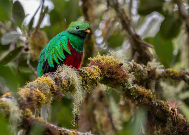 istock Resplendent Quetzal in Costa Rica 1124543236