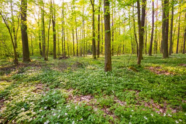 istock Spring forest landscape with white anemones blooming 1124543761