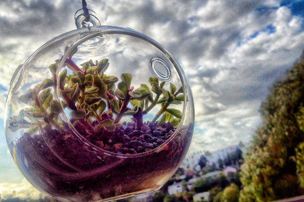 istock A terrarium of cacti against a dramatic sky - Close Up 1124543901