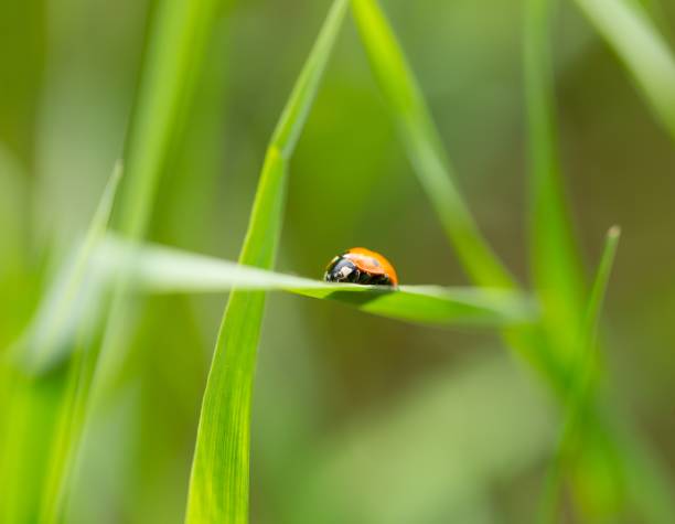 istock Ladybird walking on green plant in spring day 1124544048