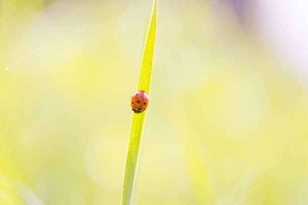 istock Ladybird walking on green plant in spring day 1124544063