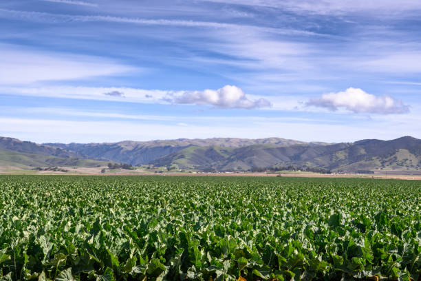 istock Broccoli Field with Gabilan Mountain Range in Background 1124544127