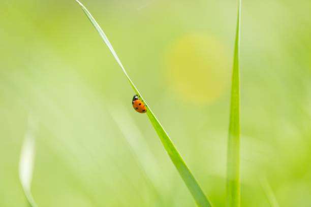 istock Ladybird walking on green plant in spring day 1124544262
