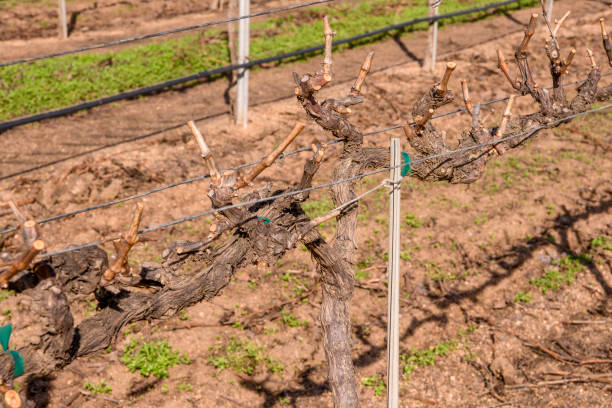 istock Close-up of  Recently Pruned Wine Grape Vineyard 1124545639