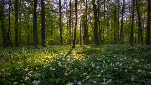 istock Beautiful spring forest with anemone flowers blooming 1124545813